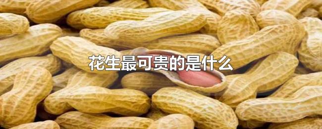 花生最可贵的是什么 花生最可贵的是什么
