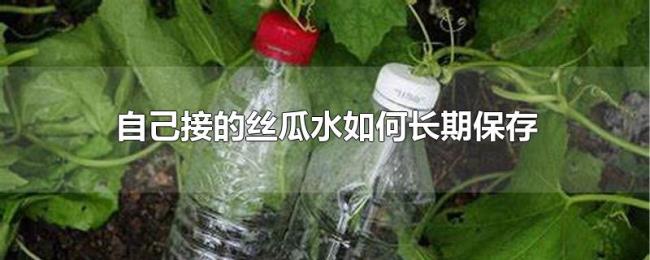 自己接的丝瓜水如何长期保存 自己接的丝瓜水如何长期保存