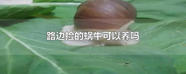 路边捡的蜗牛可以养吗 路边捡的蜗牛可以养吗