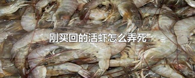 刚买回的活虾怎么弄死 刚买回的活虾怎么弄死