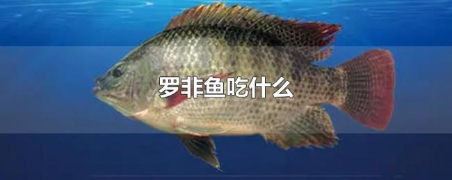 罗非鱼吃什么 罗非鱼吃什么