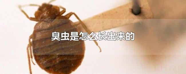 臭虫是怎么长出来的