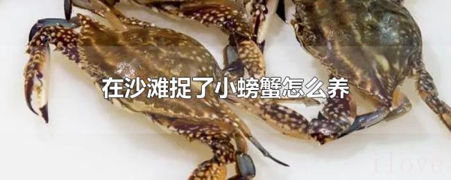 在沙滩捉了小螃蟹怎么养