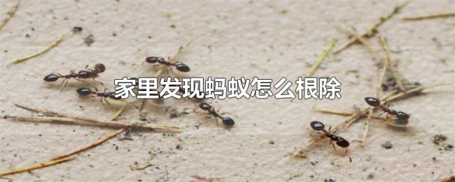 家里发现蚂蚁怎么根除