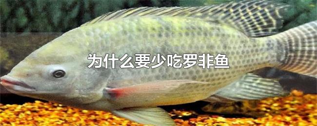 为什么要少吃罗非鱼 为什么要少吃罗非鱼