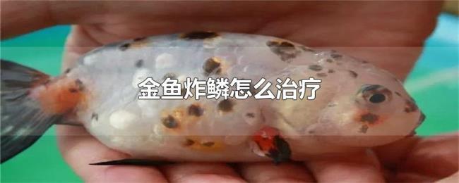 金鱼炸鳞怎么治疗 金鱼炸鳞怎么治疗