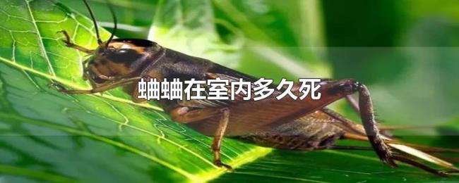 蛐蛐在室内多久死
