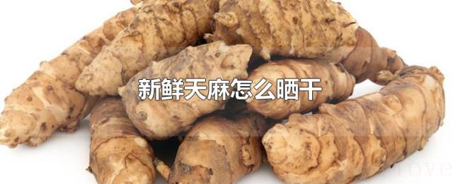 新鲜天麻怎么晒干