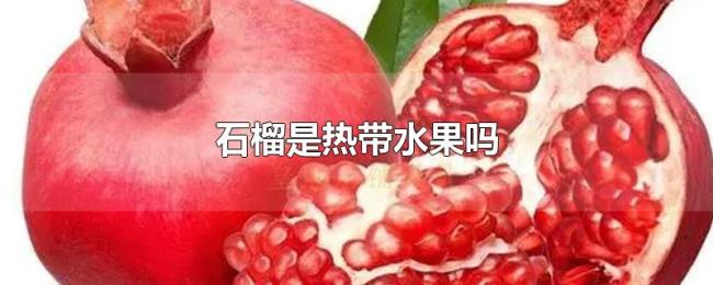 石榴是热带水果吗