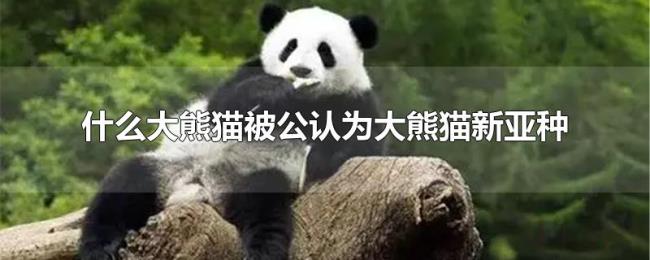 什么大熊猫被公认为大熊猫新亚种 什么大熊猫被公认为大熊猫新亚种