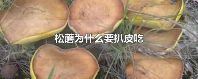 松蘑为什么要扒皮吃 松蘑为什么要扒皮吃