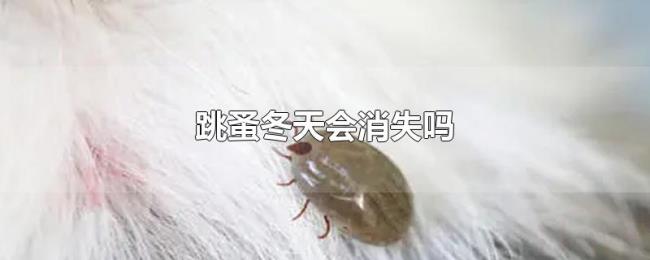 跳蚤冬天会消失吗 跳蚤冬天会消失吗