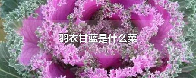 羽衣甘蓝是什么菜 羽衣甘蓝是什么菜