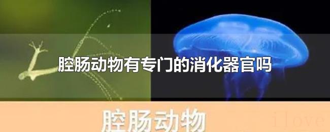腔肠动物有专门的消化器官吗