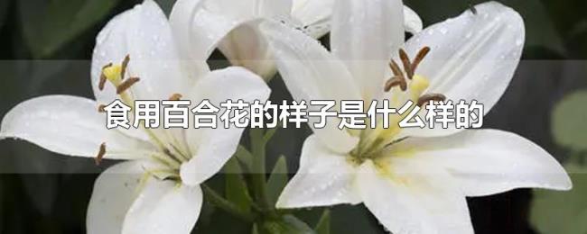 食用百合花的样子是什么样的 食用百合花的样子是什么样的