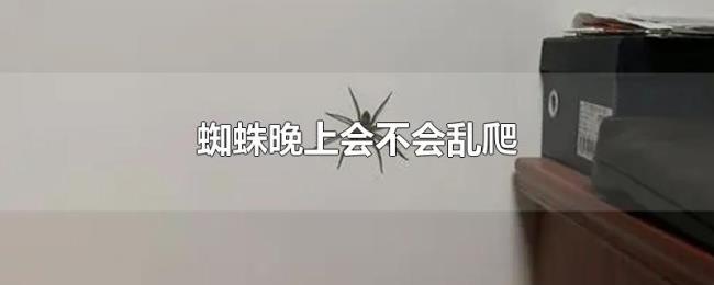 蜘蛛晚上会不会乱爬