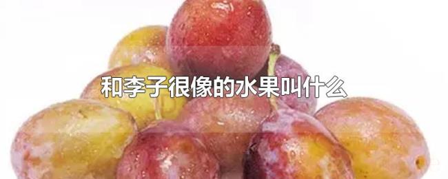 和李子很像的水果叫什么