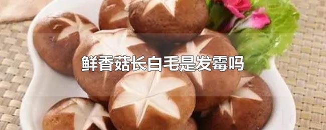 鲜香菇长白毛是发霉吗 鲜香菇长白毛是发霉吗