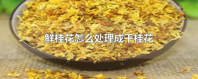 鲜桂花怎么处理成干桂花 鲜桂花怎么处理成干桂花