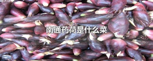 南通药荷是什么菜