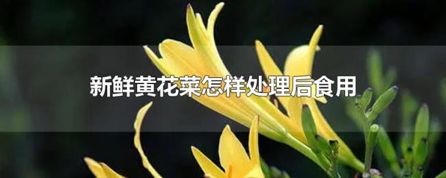 新鲜黄花菜怎样处理后食用 新鲜黄花菜怎样处理后食用