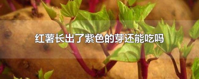 红薯长出了紫色的芽还能吃吗 红薯长出了紫色的芽还能吃吗