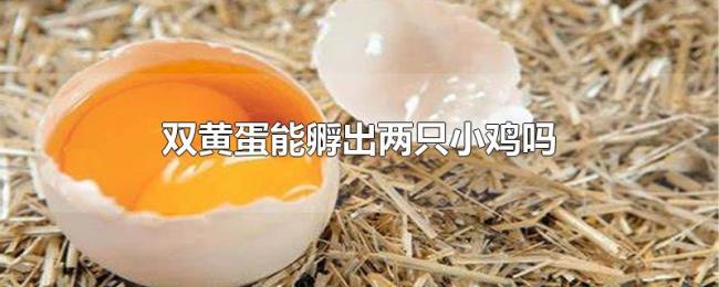 双黄蛋能孵出两只小鸡吗