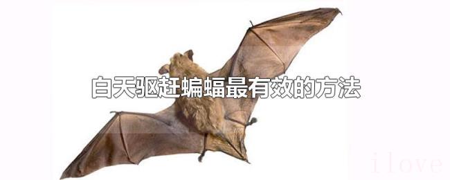 白天驱赶蝙蝠最有效的方法