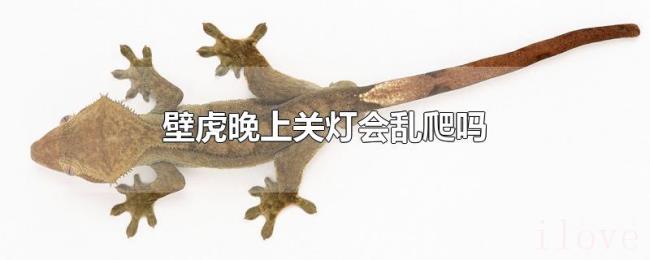 壁虎晚上关灯会乱爬吗