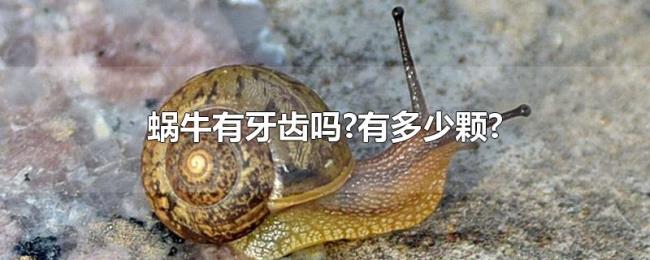 蜗牛有牙齿吗?有多少颗?