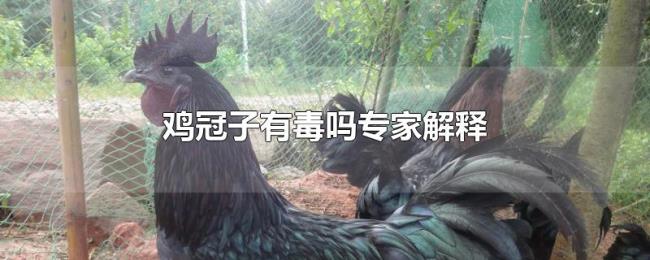 鸡冠子有毒吗专家解释
