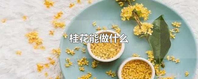 桂花能做什么 桂花能做什么