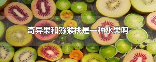 奇异果和猕猴桃是一种水果吗