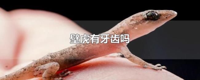 壁虎有牙齿吗 壁虎有牙齿吗