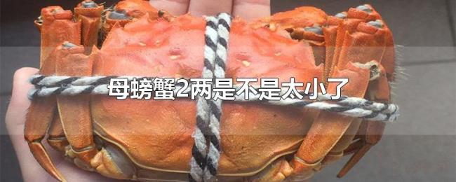 母螃蟹2两是不是太小了