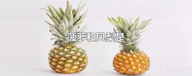 菠萝和凤梨是