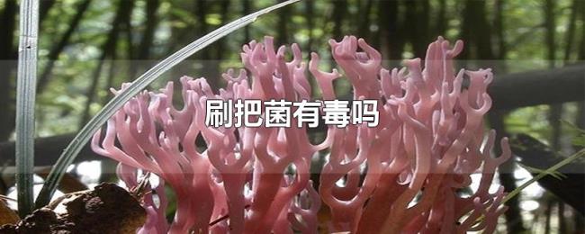 刷把菌有毒吗 刷把菌有毒吗