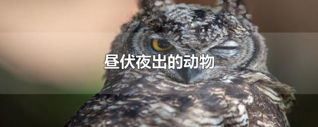 昼伏夜出的动物 昼伏夜出的动物