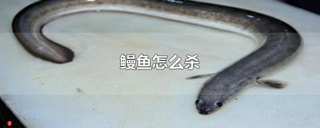 鳗鱼怎么杀 鳗鱼怎么杀