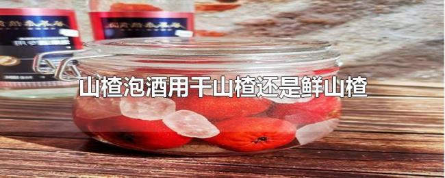 山楂泡酒用干山楂还是鲜山楂