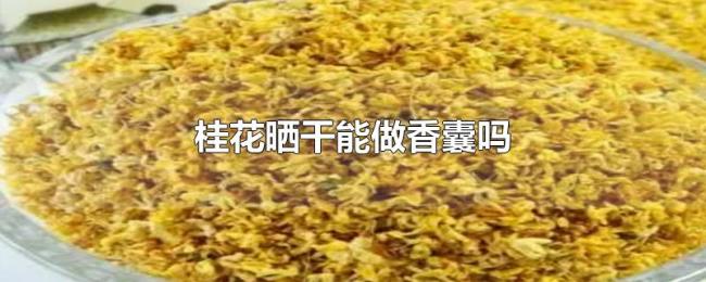 桂花晒干能做香囊吗