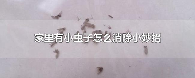 家里有小虫子怎么消除小妙招
