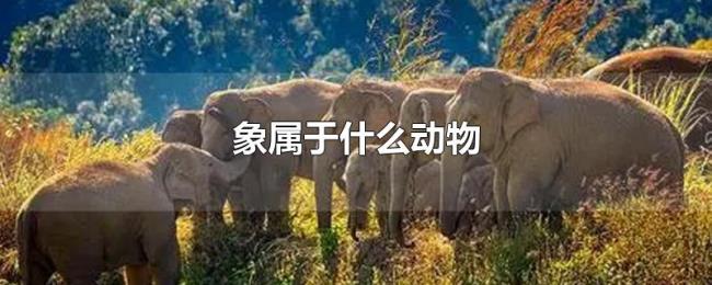 象属于什么动物 象属于什么动物