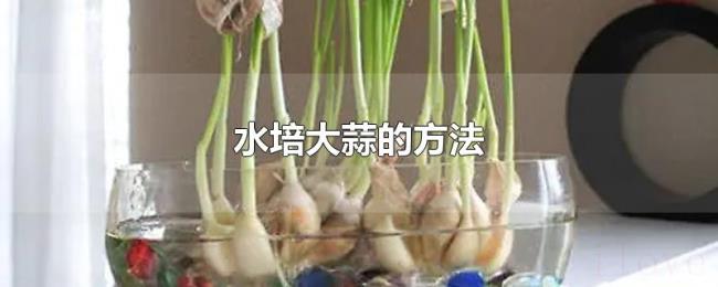 水培大蒜的方法