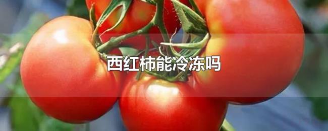 西红柿能冷冻吗 西红柿能冷冻吗