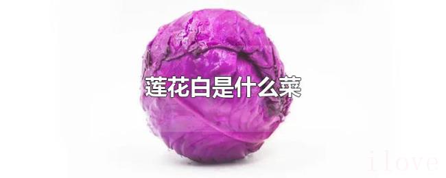 莲花白是什么菜 莲花白是什么菜