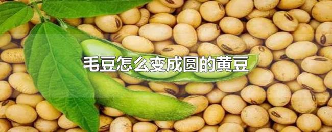 毛豆怎么变成圆的黄豆