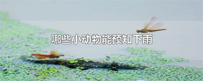 哪些小动物能预知下雨 哪些小动物能预知下雨