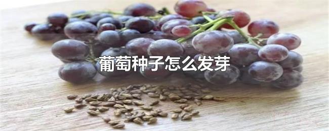 葡萄种子怎么发芽