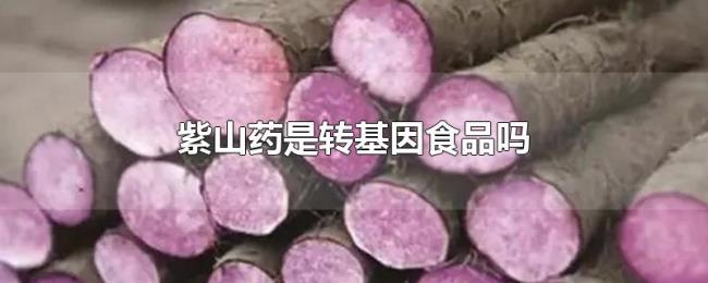 紫山药是转基因食品吗 紫山药是转基因食品吗